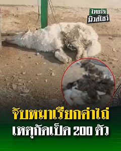 2.5M views · 83K reactions | เจ้าของฟาร์มเป็ดไม่พอใจ! จับหมาเรียกเงิน 5 หมื่น เหตุกัดเป็ด 200 ตัว! #ฟาร์มเป็ด #หมา #สุนัข #เป็ด #คลิปโซเชียล #ไทยรัฐทีวี32 #ไทยรัฐนิวส์โชว์ | ไทยรัฐนิวส์โชว์ | Facebook