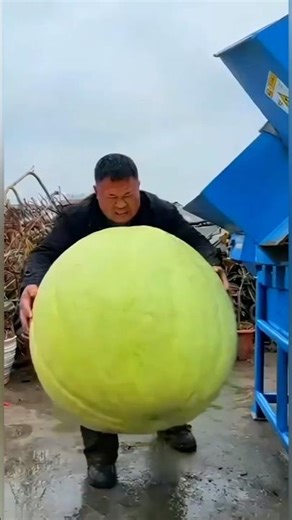 120KG GIANT HONEYDEW vs INDUSTRIAL SHREDDER! 😱💥 | Most Satisfying Fruit Destruction Ever #honeydew