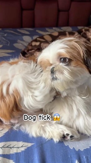 How to Remove Ticks from Shih Tzus Naturally (Safe Home Remedy!)