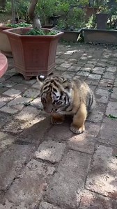 32K views · 399 reactions | Baby tiger 凉 | Animal and Nature Lovers | Facebook