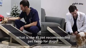 2.8K views · 591 reactions | The #1 Vet-Recommended Dachshund Ramp....