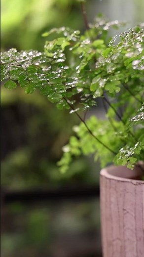 Plant care for ferns 🌿