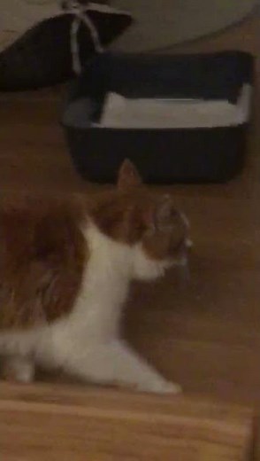 Rolling Skin Syndrom Katze