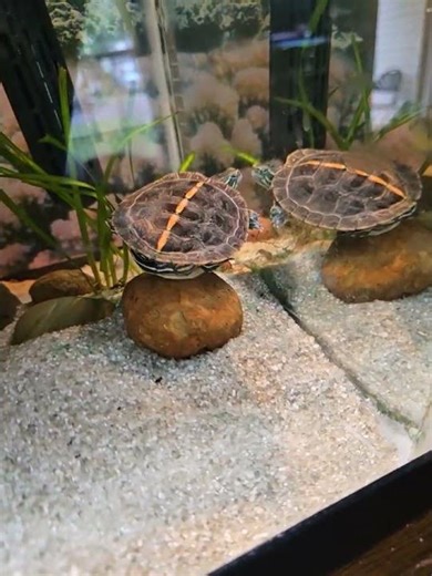 Shellvester has grown 😍southern painted turtle .