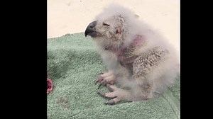 1.3K views · 121 reactions | Check out this Great-Horned Owl eating...