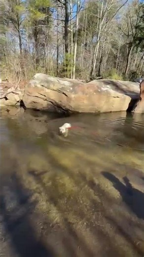 Meet Blue a Retriever, Labrador currently available for adoption! 2/23/2026 9:27:39 PM