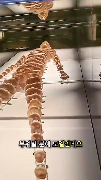The invaluable human body model of the medical field