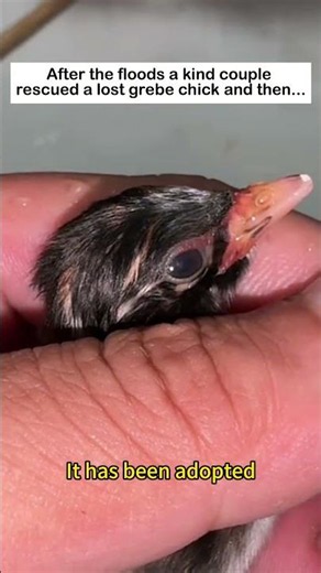Rescued a grebe chick #wildliferescue #lovestory #animals #birds #grebe # #cute #rescue #love