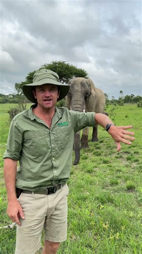 This female elephant is left handed, look how she has broken off part of her left tusk! ☝️🐘