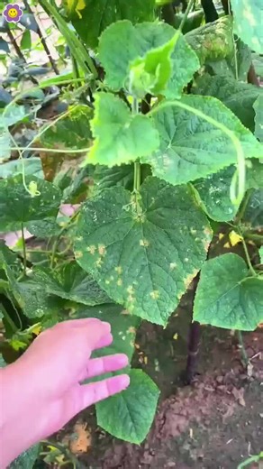 Cara Selamat Menanam Sayur Tanpa Racun