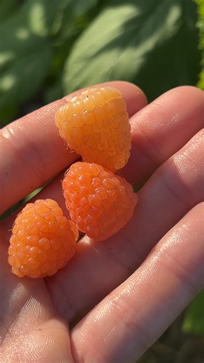 Delicious Golden Berry Taffy Preparation