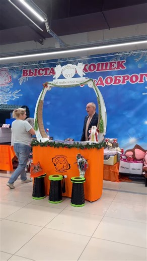 🐾BRITISH SHORTHAIR KITTENS 🐾 on Instagram: "Cat show in Omsk, judge Igor Bodunov. WCF adult ring. #catsworld_insta #mirabiledictucattery #catshow"