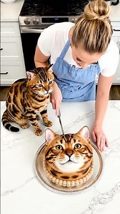 Real Bengal cat reacts to Bengal cake slicing in kitchen (Safe & Cute)