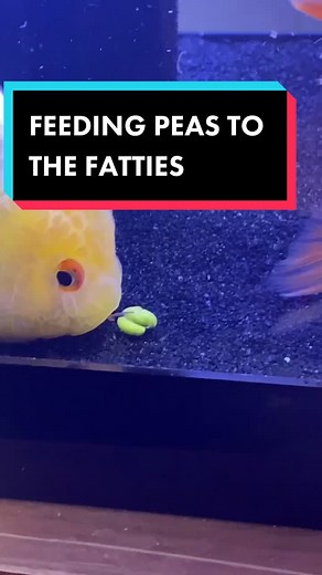 If I make a YouTube Video that’s 5 minutes straight of fish eating, would ya’ll watch it? #goldfish #fish #ranchu #aquarium