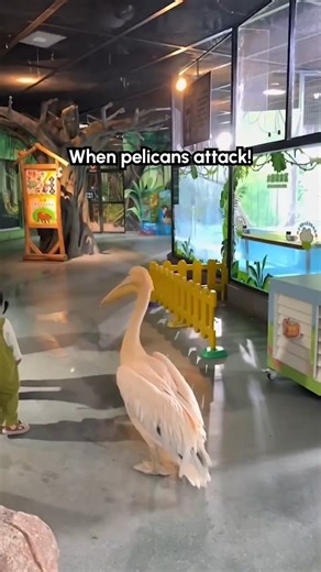 He let the intrusive thoughts win 🤣 #Pelican #Funny #Birds #fblifestyle | The Pet Collective