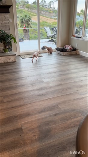 Manuel Garcia on Instagram: "I found a baby in my back yard !!! Should I adopt it ?!! I know she belongs to someone .. it’s cold outside and the rain 🌧️ is coming to Southern California! !! It’s a solid black kitten 🐈‍⬛!! Is she good luck 🍀!??? Or bad luck 🍀?? Or none if the above ?? She hangs out in my back yard …. But always runs when she sees me.. this is the first time my cats 🐈 sees her.. they were surprisingly well behaved !! What should i do !!!? I put food, 🥘 water 💧and a little b