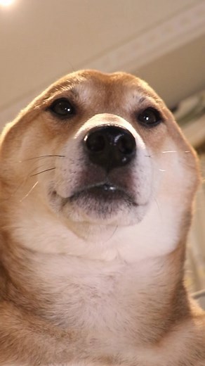 Seal Winnie | Chipi chipi, dance with Winnie!💃💃 . #dogstagram #dogsofinstagram #cutedog #cute #dog #doggo #doglovers #shibagram #shibalovers #shibarmy... | Instagram