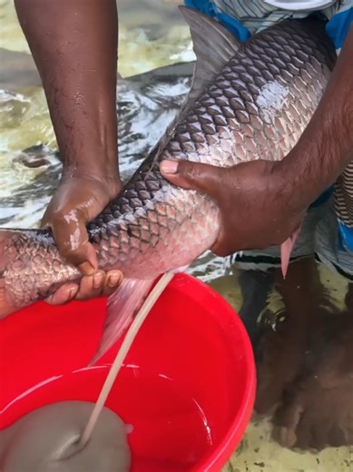 Rohi Fish Breeding Techniques
