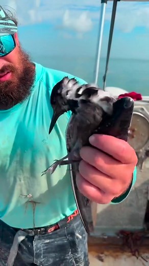 Sooty tern was having a bad day. #fishing #nature #animals #wildlife #conservation #rescue