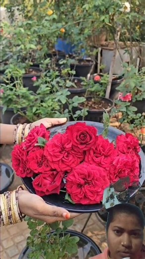 🥰Roses harvesting 😘#flowers #youtubeshorts #viralvideo #ytshorts #mahisowjigarden