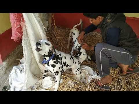 Aggressive Dalmatian