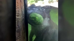 Birthday treat for hippos in Texas zoo
