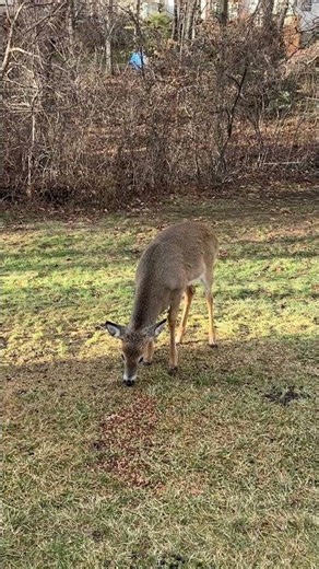 Feeding one of my favorite deer a young buck Purina Deer Food 17% 12/19/25