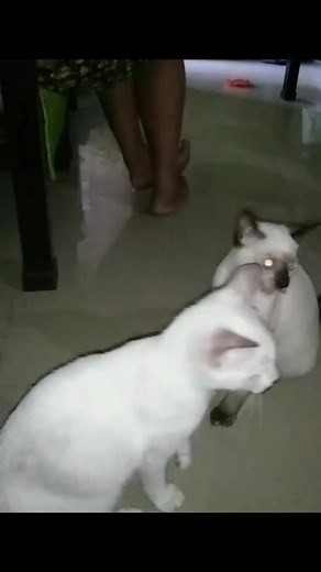 Playful Interaction Between Two Adorable Cats