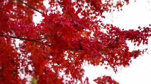 Download Red maple leaf for free