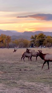 A late rut fight between 2 mature bulls that went on for almost a minute and a half! This is the latest we’ve witnessed mature bulls battling it out this hard. What’s the latest you’ve seen intense rut behavior? #photography #wildlife #nature #reels #explorepage #wildanimals #elk #bullelk #bull #colorado | Good Bull Guided