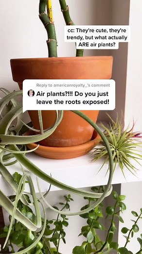 Reply to @americanroyalty_ AIR PLANT 101🌱 #planttiktok #plantparent #houseplantlover #plantcare #TrulyGlowingSelfieLove #learnontiktok