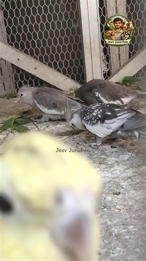 Cherry ke samne Camera nahi 😱 | #jeevjunction #Cherry #cockatielsinging #birds