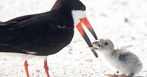 Plastics pollution crisis worsens worldwide