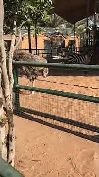 Ostrich getting scared #shorts