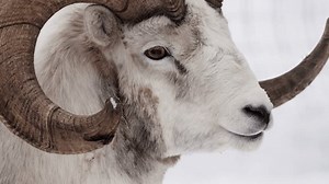 Male Dall Sheep Ovis Dalli Thinhorn Stock Footage Video (100% Royalty-free) 3655547403 | Shutterstock