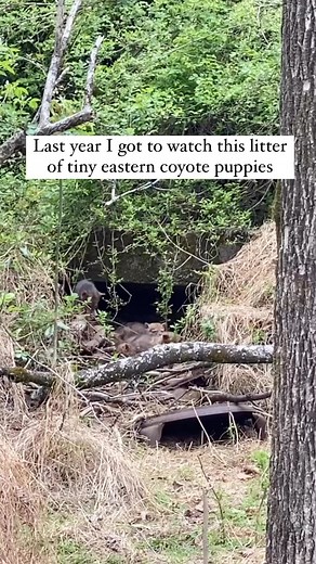 53 reactions | Coyote pups so cute! 凉♥️ @wildlifewithaspen >> •...