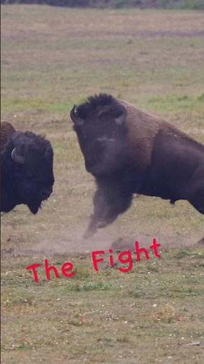 Bison fight violently in Yellowstone National Park