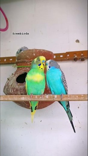 PARAKEETS SOUNDS 🥰💚💙#shorts #birds #budgies #lovebirds #parakeet #birdslovers #birdsounds #parrot