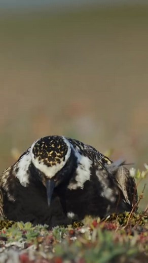 This golden plover mom keeps her chicks warm. #AnimalMom #bird #GoldenPlover #naturedocumentary #AnimalFacts | Kip Sharon