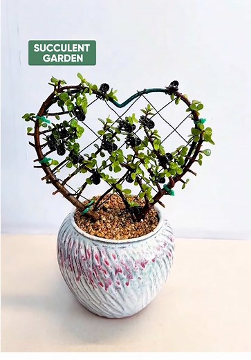 DIY Succulent Plant Ideas & Tips