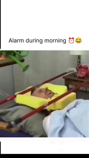 Creative Max on Instagram: "This Instagram Reel packages a 21-second, high-retention montage of extreme DIY alarm clock inventions — from head-jolting rigs to automated water-sprayers — engineered for maximum shock value and replay appeal. Captioned simply “Morning alarms.” the minimalist framing boosts curiosity clicks while letting the visuals drive engagement. Shared by a humor-focused viral content account, the post aligns with its lighthearted, dopamine-scroll positioning and has generated 