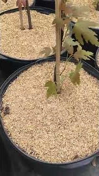 Why do we use Rice Hulls at Pinelands Nursery
