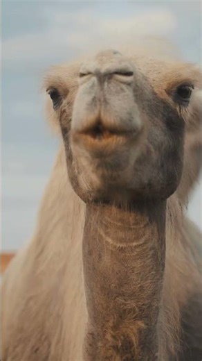 Why Camels Store Fat in Their Humps 🐪 | Desert Survival Secret Explained! #Shorts