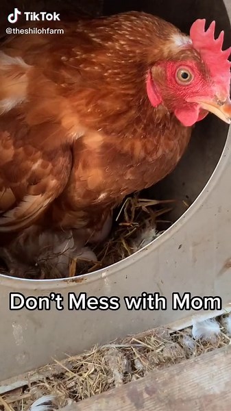 Mother Chicken Sounds: Oddly Satisfying Hen Clucking and Egg-Laying