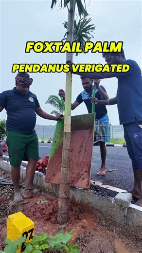 Beautiful layout landscaping 🌱