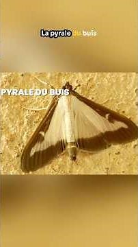 Box tree moth invasion: save your box trees now! #garden #nature #ecology #gardeningtips