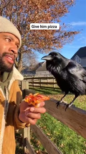 Something with this raven is extremely funny 😂🎉 # #reelsfbシ #revenstudio #talkingcrow #RavensFlock | Reven