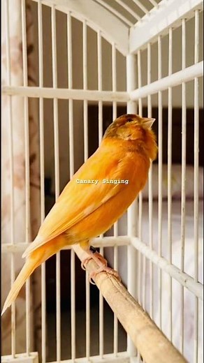 Classical Music For Canary Birds | Canary Singing Training Male | Canary Chirping Sounds #shorts