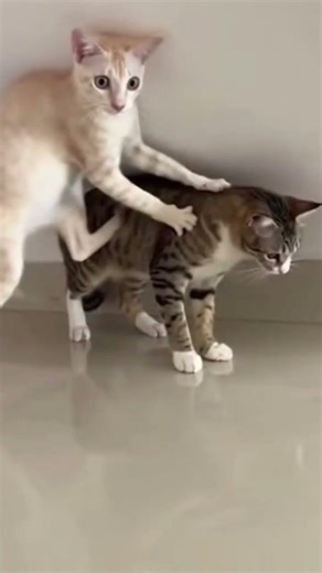 Even the bravest cats get scared, caught on camera!
