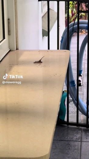 Huntsman Spider Encounter: Facts and Insights